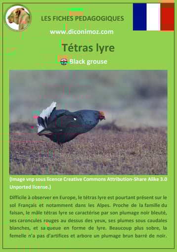 fiche animaux pédagogiques des montagnes francaises tetras lyre oiseau