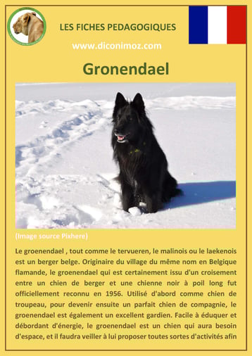 fiche race chien pdf berger belge gronendael comportement origine caractere poil sante