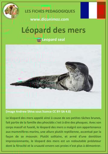 fiche animaux pedagogiques mammiferes marins pdf leopard des mers a telecharger et a imprimer