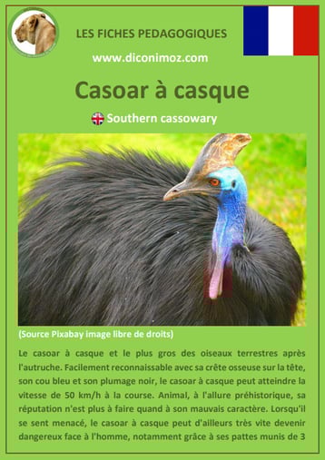 fiche animaux pdf australie casoar a casque a telecharger et a imprimer