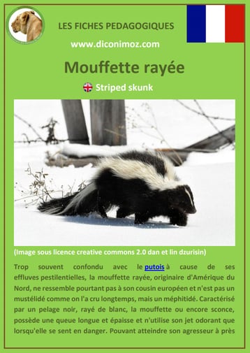 fiche animaux pedagogique canada quebec mouffette rayee a telecharger et a imprimer