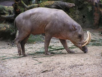 fiche animaux babiroussa contre phacochere