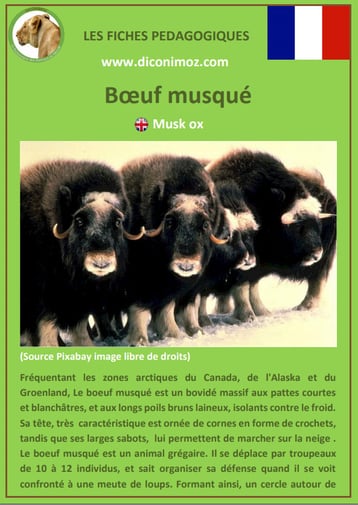 fiche animaux pedagogique canada quebec boeuf musque a telecharger et a imprimer