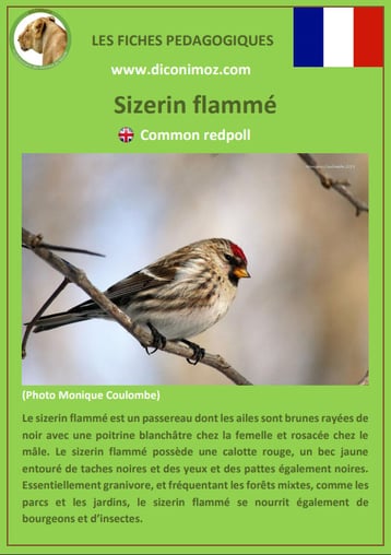 fiche animaux pdf sizerin flamme comportement taille poids habitat longevite alimentation
