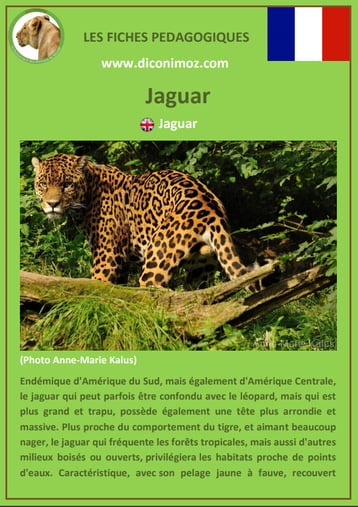 fiches animaux pdf pedgogique felins jaguar a telecharger et imprimer