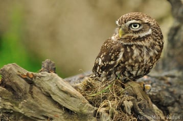 cheveche athena fiche rapace nocturne oiseaux animaux
