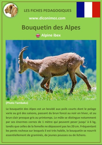 fiche animaux pédagogiques des montagnes francaises bouquetin des alpes