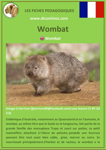 fiche animaux pdf australie wombat a telecharger et a imprimer
