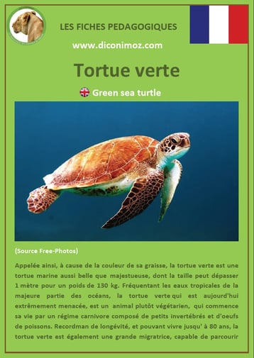 fiche animaux reptile pdf tortue verte à telecharger et a imprimer