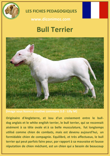 fiche identite chien race bull terrier origine caractere comportement poil sante