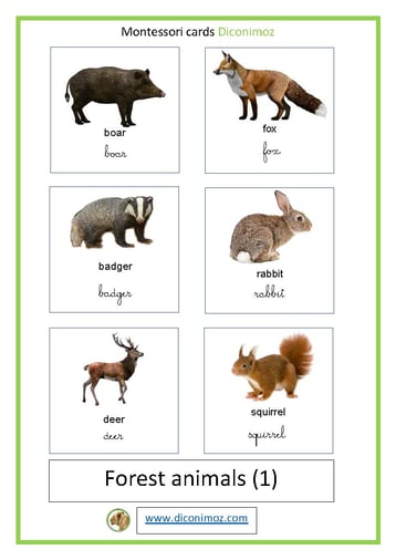 montessori cards forest animals transparent