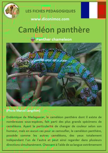 fiche animaux reptile pdf cameleon panthere à telecharger et a imprimer