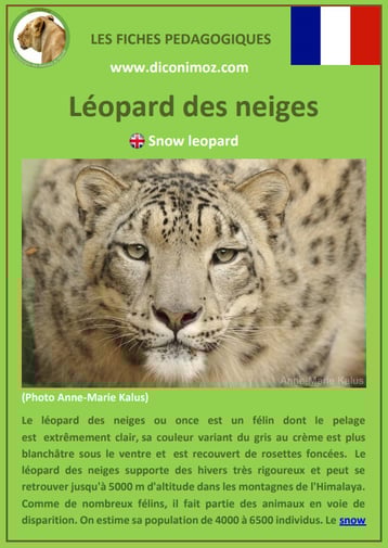 fiches animaux pdf pedgogique felins leopard des neiges a telecharger