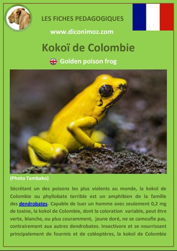fiches animaux d'amazonie pdf kokoi de colombie comportement taille poids habitat reproduction alimentation