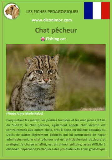 fiches animaux pdf pedgogique felins chat pêcheur a telecharger
