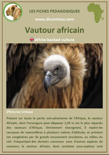 fiche animaux afrique vautour a telecharger et a imprimer