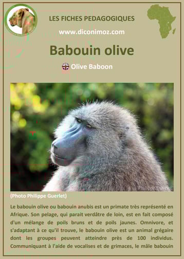 fiche animaux pdf afrique babouin olive anubis habitat poids taille repartition alimentation reproduction comportement