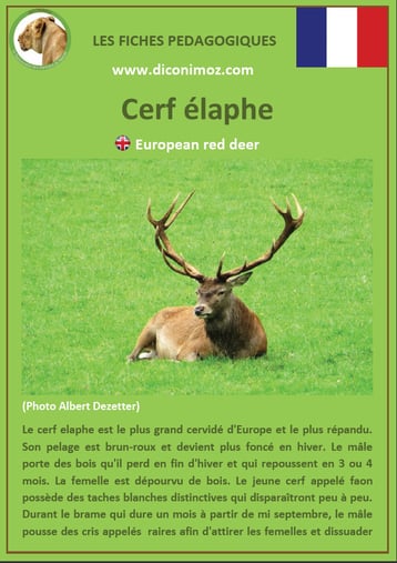 fiche animaux de nos forets pdf cerf elaphe a telecharger et a imprimer