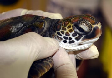 bebe tortue soin veterinaire