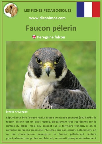 fiche animaux pdf rapaces faucon pelerin a telecharger et a imprimer