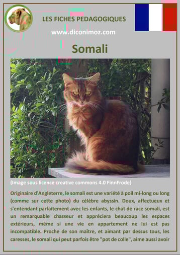 fiche chat pdf race somali comportement caractere origines poil sante couleur