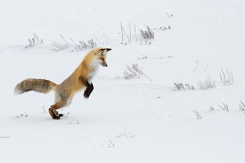 renard roux qui saute  dans la neige animaux drole cute fox funny