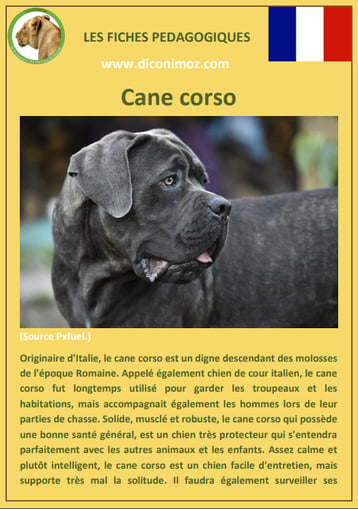 fiche chien pdf race cane corso comportement origine caractere soin poil