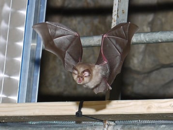 Kleine Hufeisennase, Foto: Bernadette Wimmer