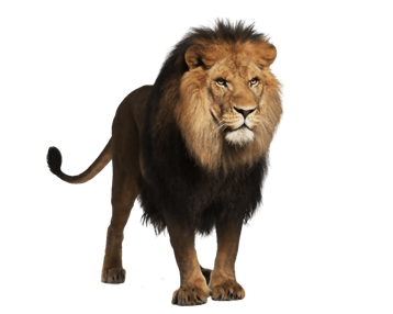 Image animaux detourée transparent sur fond blanc lion png