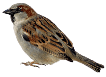 Image animaux detourée transparent sur fond blanc moineau png