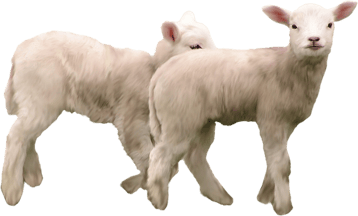 Image animaux detourée transparent sur fond blanc agneau png