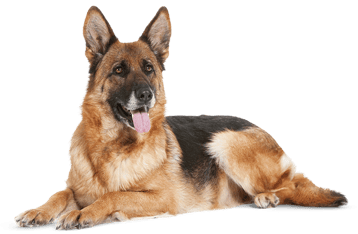 Image animaux detourée transparent sur fond blanc chien berger allemand png