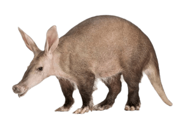 oryctérope image animaux transparent sur fond blanc pour site web illustration ecole montessori