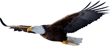 Image animaux detourée transparent sur fond blanc pygargue à tête blanche bald eagle png