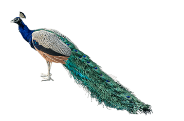 paon image animaux transparent sur fond blanc pour site web illustration ecole montessori