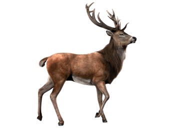 Image animaux detourée transparent sur fond blanc cerf deer png