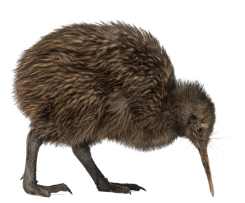 kiwi image animaux transparent sur fond blanc pour site web illustration ecole montessori