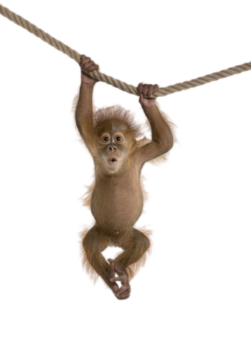 Image animaux detourée transparent sur fond blanc bebe orang outan png