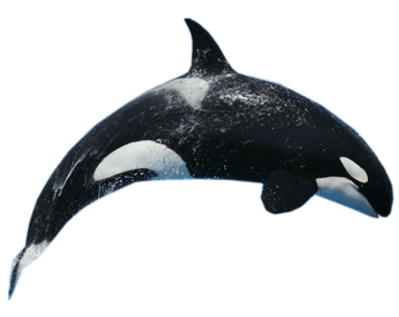Image animaux detourée transparent sur fond blanc orque epaulard orca png