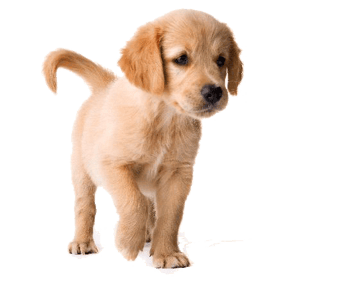 Image animaux detourée transparent sur fond blanc chiot labrador png
