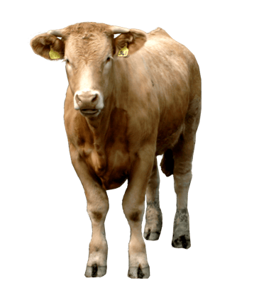 vache  image  transparent png pour illustration ecole montessori