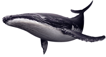 Image animaux detourée transparent sur fond blanc baleine rorqual whale png