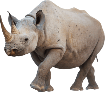 Image animaux detourée transparent sur fond blanc rhinoceros png
