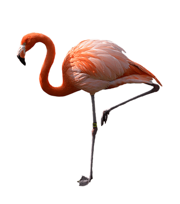 Image animaux detourée transparent sur fond blanc flamant rose png