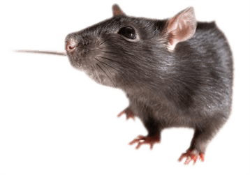 rat image  transparent  png pour illustration ecole montessori