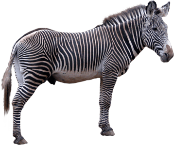 Image animaux detourée transparent sur fond blanc zèbre zebra png