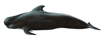 Image animaux detourée transparent sur fond blanc dauphin pilote globicéphale pilot whale png
