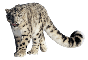 panthere des neiges image animaux transparent sur fond blanc pour site web illustration ecole montessori