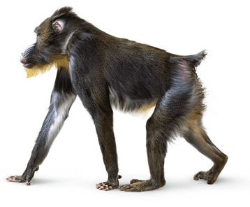 mandrill singe transparent png  pour illustration devoir