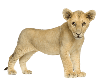Image animaux detourée transparent sur fond blanc lionceau png
